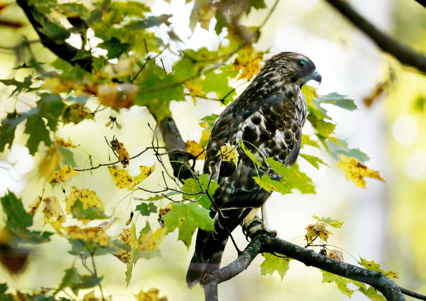 On the lookout